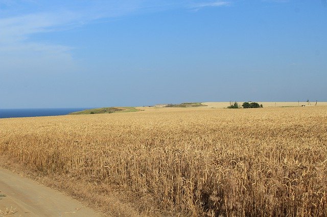 Gratis download Harvesting Farm Wheat - gratis gratis foto of afbeelding om te bewerken met GIMP online afbeeldingseditor