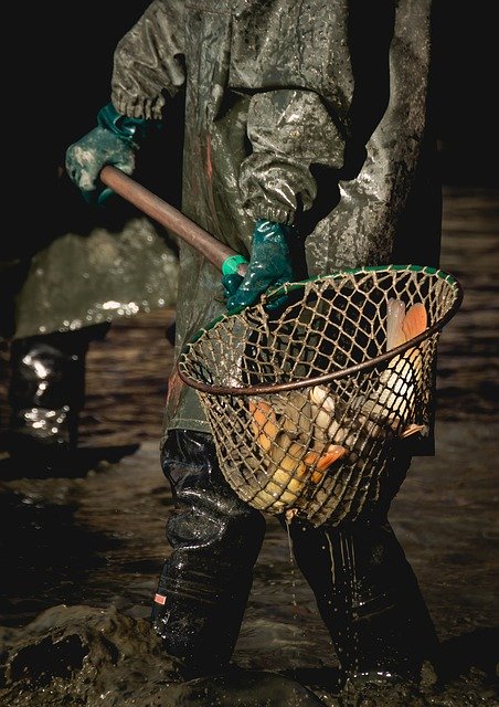 Free download Harvesting Pond Fish -  free photo or picture to be edited with GIMP online image editor