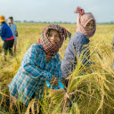 Harvesting rice  screen for extension Chrome web store in OffiDocs Chromium