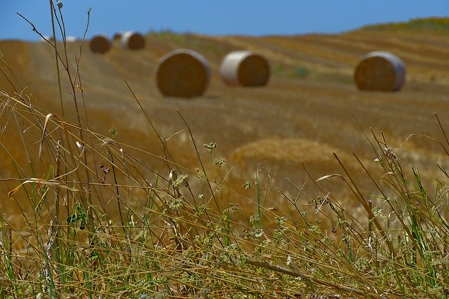Descarga gratuita Harvest Straw Bales Summer - foto o imagen gratuita para editar con el editor de imágenes en línea GIMP