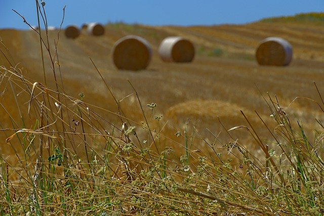 Gratis download Harvest Straw Bales Summer - gratis foto of afbeelding om te bewerken met GIMP online afbeeldingseditor