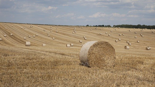 Free download Harvest Summer Rural -  free photo or picture to be edited with GIMP online image editor