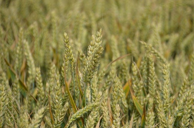 Téléchargement gratuit de céréales de blé de récolte - photo ou image gratuite à éditer avec l'éditeur d'images en ligne GIMP