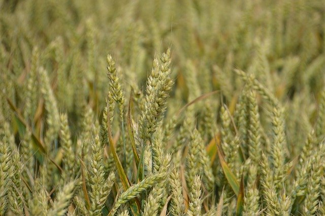 Free download Harvest Wheat Cereals -  free photo or picture to be edited with GIMP online image editor