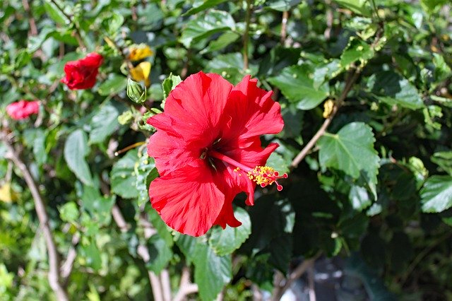 הורדה חינם Hawaii Hibiscus Tropical - תמונה או תמונה בחינם לעריכה עם עורך התמונות המקוון GIMP