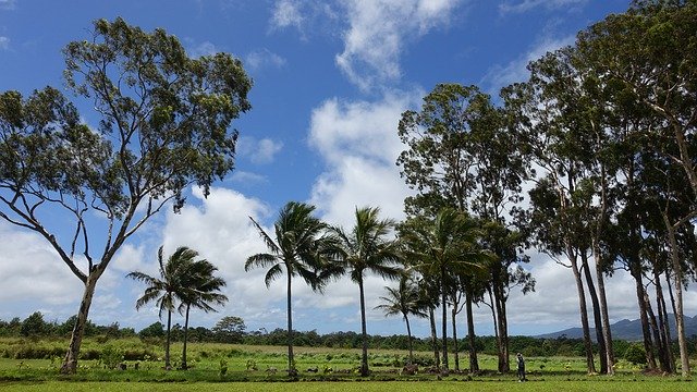 Скачайте бесплатно Hawaii Palm Trees Sky - бесплатную фотографию или картинку для редактирования с помощью онлайн-редактора изображений GIMP