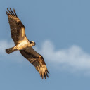 Hawk  screen for extension Chrome web store in OffiDocs Chromium