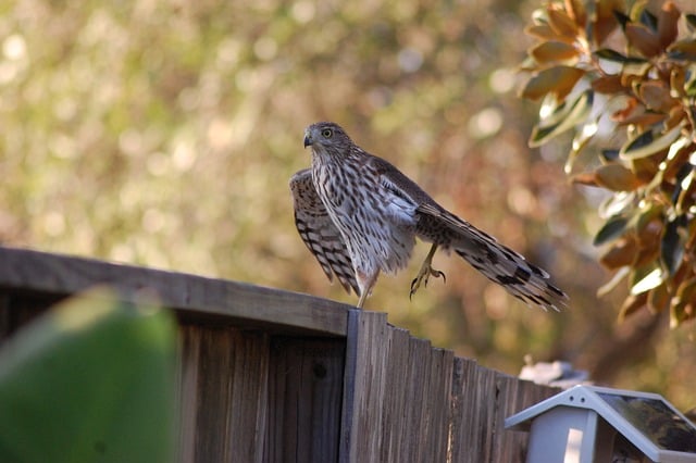 Free download hawk bird animal wild life nature free picture to be edited with GIMP free online image editor