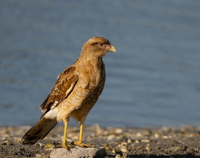 Free download hawk chimango caracara abductor free picture to be edited with GIMP free online image editor