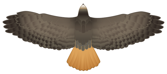 Free download Hawk Predator Falcon -  free illustration to be edited with GIMP free online image editor