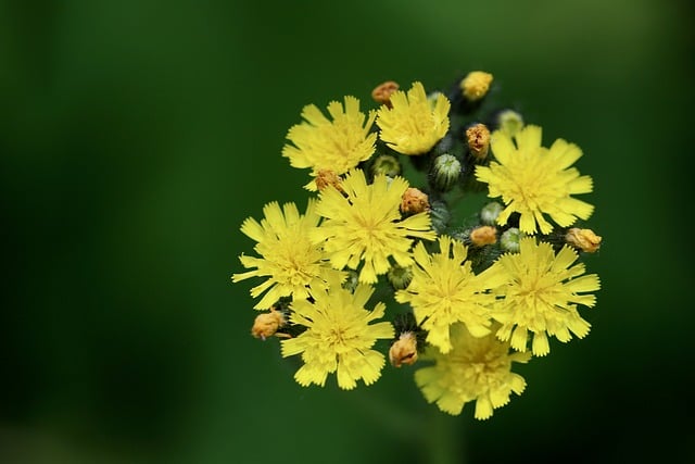 Free download hawkweed meadow hawkweed free picture to be edited with GIMP free online image editor