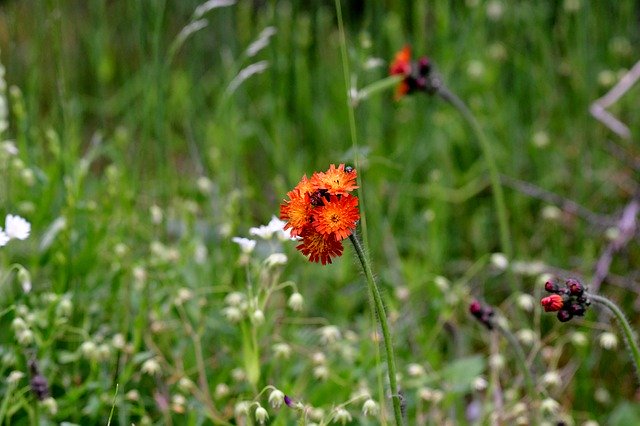 Free picture Hawkweed Orange Nature -  to be edited by GIMP free image editor by OffiDocs