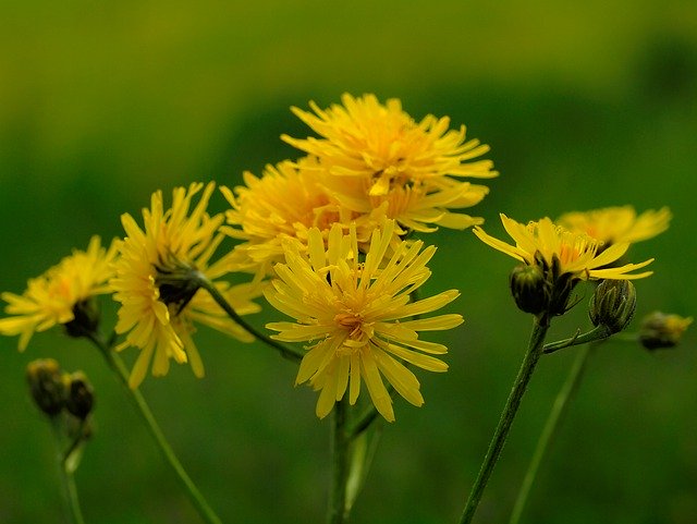 免费下载 Hawkweed Pointed Flower Wild Herb - 使用 GIMP 在线图像编辑器编辑的免费照片或图片