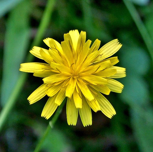 Free download Hawkweed Yellow Flower -  free photo or picture to be edited with GIMP online image editor