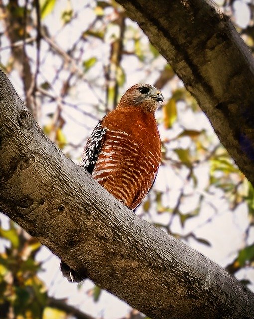 Free download Hawk Wildlife Bird -  free photo or picture to be edited with GIMP online image editor