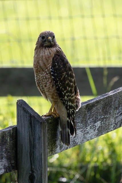 Free download hawk wooden fence bird perched free picture to be edited with GIMP free online image editor