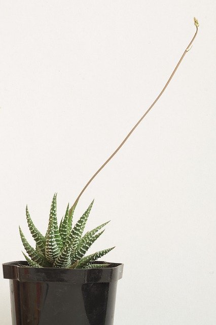 Scarica gratuitamente Haworthia Cacti Cactus: foto o immagine gratuita da modificare con l'editor di immagini online GIMP