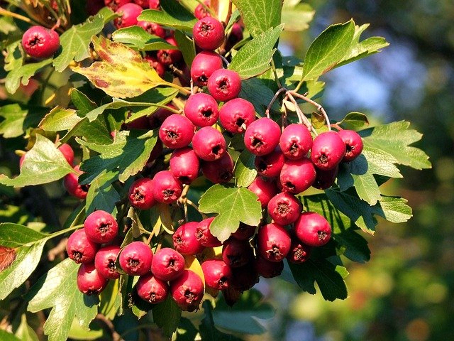 Free download hawthorn berries free picture to be edited with GIMP free online image editor