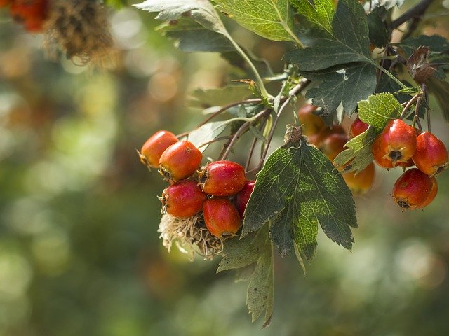 Free download Hawthorn Berry Autumn -  free photo or picture to be edited with GIMP online image editor