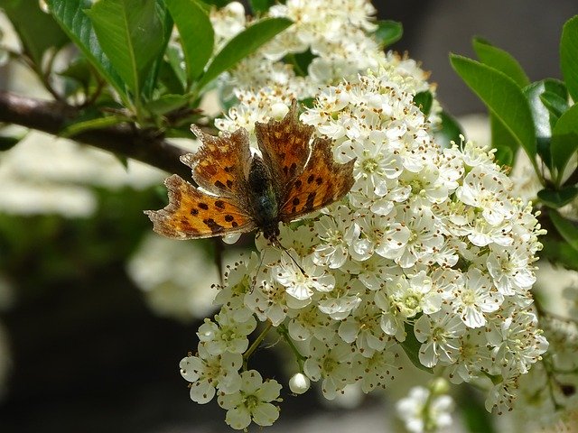 Free download Hawthorn Butterfly Plant -  free photo or picture to be edited with GIMP online image editor