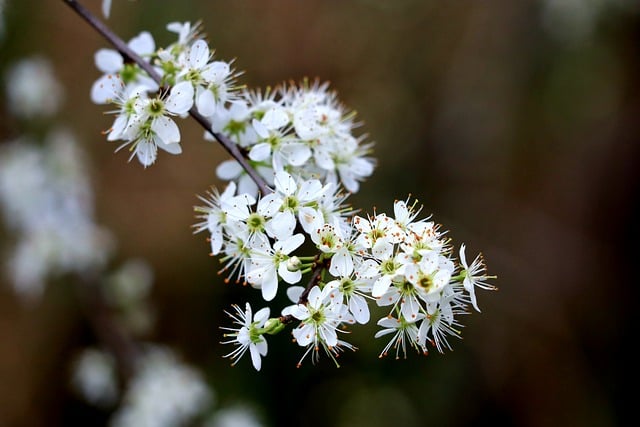 Free download hawthorn flowers bush nature free picture to be edited with GIMP free online image editor