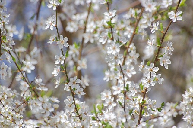 Free download hawthorn hawthorn flowers free picture to be edited with GIMP free online image editor