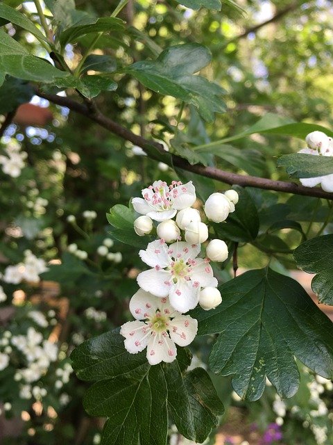 Free download Hawthorn Heart Nature -  free photo or picture to be edited with GIMP online image editor