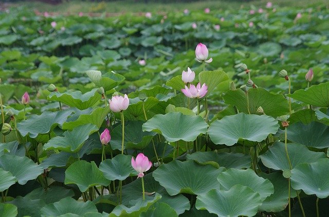 ດາວ​ໂຫຼດ​ຟຣີ Hawthorn Lotus - ຮູບ​ພາບ​ຟຣີ​ຫຼື​ຮູບ​ພາບ​ທີ່​ຈະ​ໄດ້​ຮັບ​ການ​ແກ້​ໄຂ​ກັບ GIMP ອອນ​ໄລ​ນ​໌​ບັນ​ນາ​ທິ​ການ​ຮູບ​ພາບ​