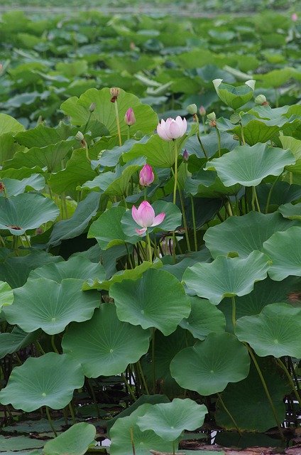 무료 다운로드 Hawthorn Lotus Charge - 무료 사진 또는 GIMP 온라인 이미지 편집기로 편집할 사진