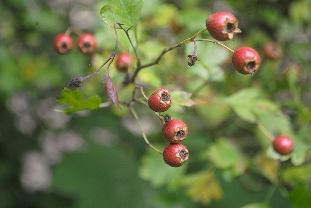 Free download Hawthorn Plant Shrub -  free photo or picture to be edited with GIMP online image editor