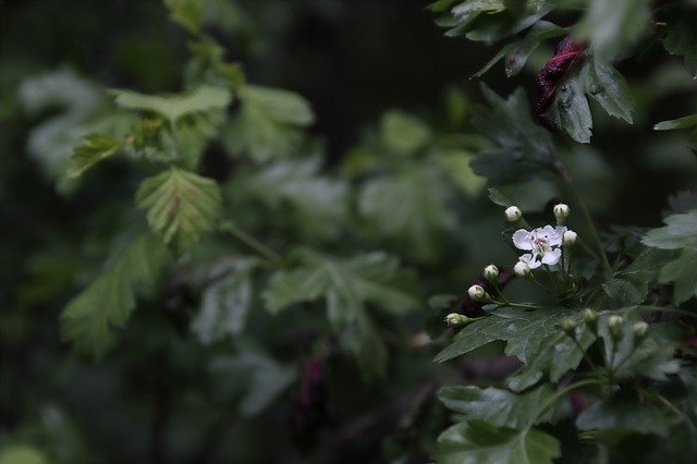 Free download Hawthorn Spring Bloom -  free photo or picture to be edited with GIMP online image editor