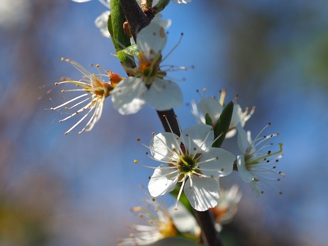 הורדה חינם Hawthorn Spring Bush - תמונה או תמונה בחינם לעריכה עם עורך התמונות המקוון GIMP