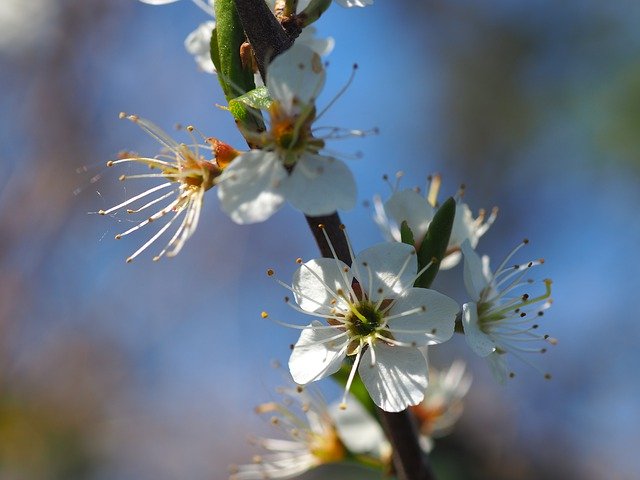 Free download Hawthorn Spring Bush -  free photo or picture to be edited with GIMP online image editor