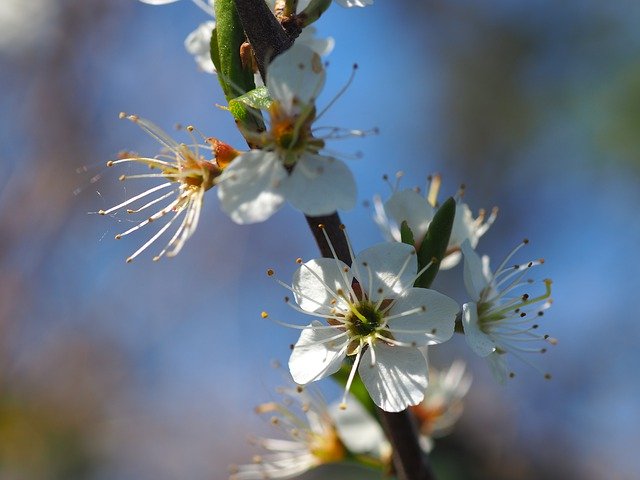 Безкоштовно завантажте Hawthorn Spring Bush - безкоштовну фотографію або зображення для редагування за допомогою онлайн-редактора зображень GIMP