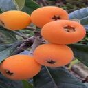 hawthorn wallpaper  screen for extension Chrome web store in OffiDocs Chromium