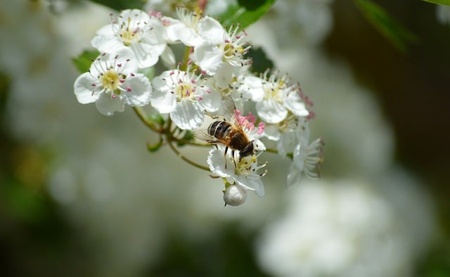 Free download hawthorn white flowers crataegus free picture to be edited with GIMP free online image editor