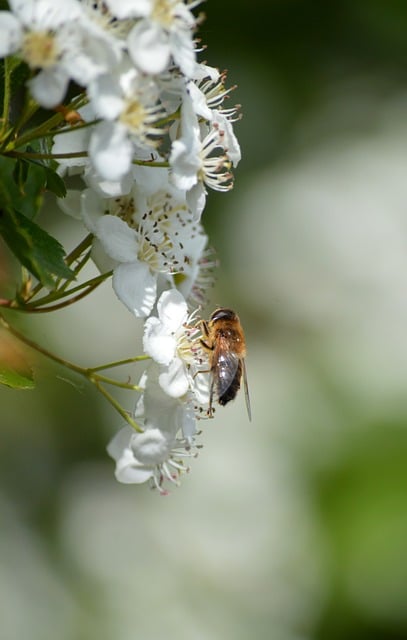 Free download hawthorn white flowers wild bee bee free picture to be edited with GIMP free online image editor