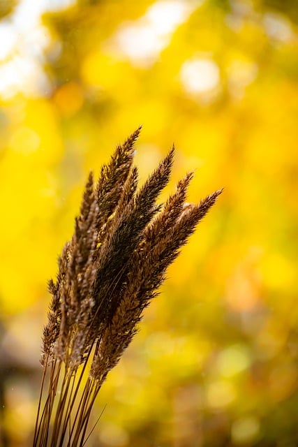 Безкоштовно завантажте сіно осінь жовта осінь солома безкоштовне зображення для редагування за допомогою безкоштовного онлайн-редактора зображень GIMP