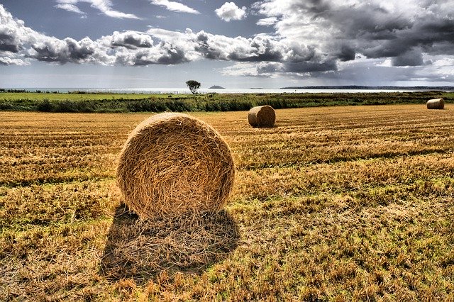 Free download Hay Field Ocean -  free photo or picture to be edited with GIMP online image editor