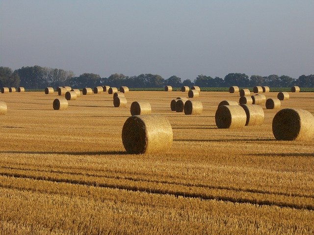 Téléchargement gratuit de Hay Harvest Field - photo ou image gratuite à éditer avec l'éditeur d'images en ligne GIMP