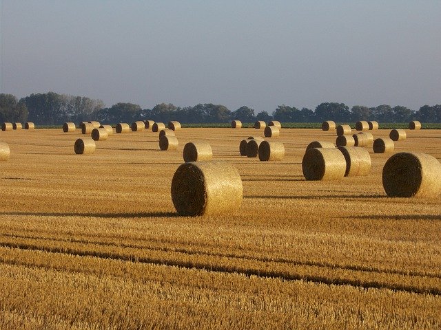 Muat turun percuma Hay Harvest Field - foto atau gambar percuma untuk diedit dengan editor imej dalam talian GIMP