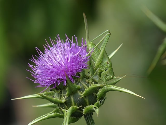 Free download hay horse long feeler horror free picture to be edited with GIMP free online image editor