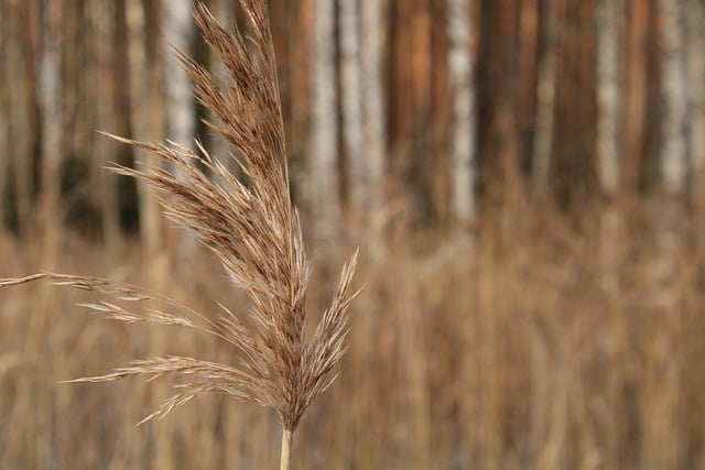 Free download hay nature grass sedge field free picture to be edited with GIMP free online image editor