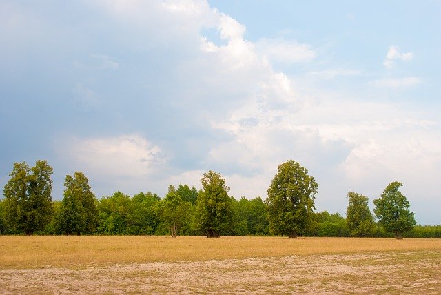 Template Photo Hay Trees Summer for OffiDocs