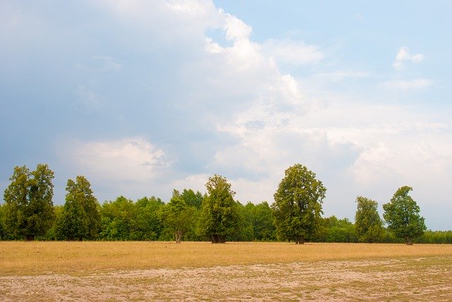 Kostenloser Download Hay Trees Summer kostenlose Fotovorlage zur Bearbeitung mit GIMP Online-Bildbearbeitung