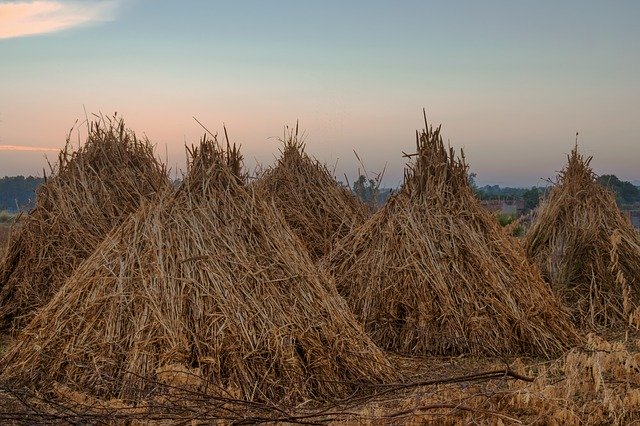 Libreng download Hay Wheat Field - libreng larawan o larawan na ie-edit gamit ang GIMP online na editor ng imahe