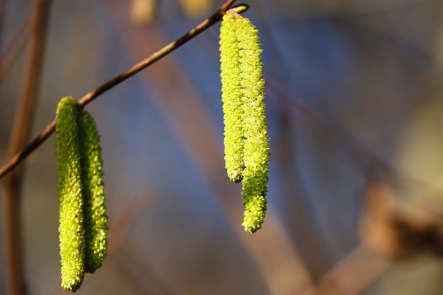 Free download hazel catkins tree branches free picture to be edited with GIMP free online image editor