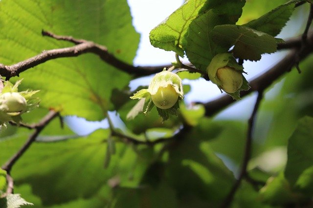 Free download Hazelnut Common Hazel Plant -  free photo or picture to be edited with GIMP online image editor