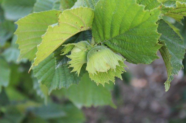 Free download Hazelnut Giresun Natural From The -  free photo or picture to be edited with GIMP online image editor