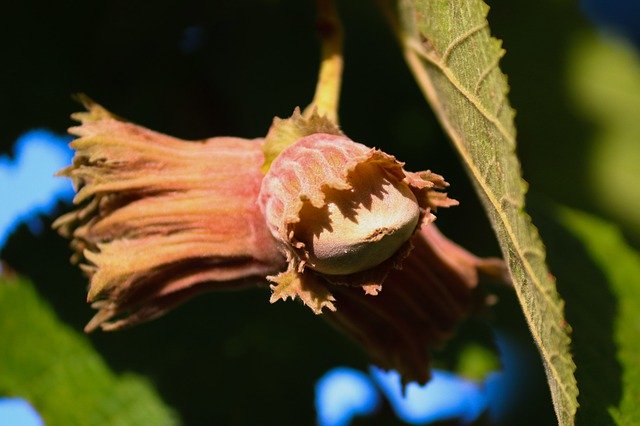 무료 다운로드 Hazelnut Hazel Corylus Avellana - 무료 사진 또는 김프 온라인 이미지 편집기로 편집할 사진